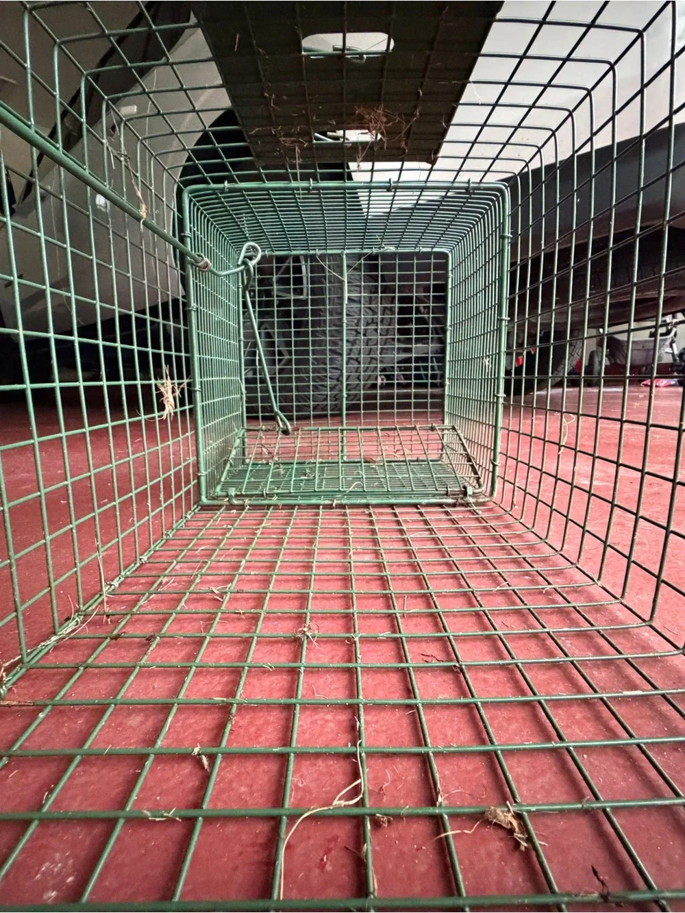 Duke Traps HD Large Cage Trap with Top Carry Handle